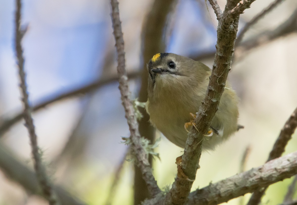 Regolo - ML651814245