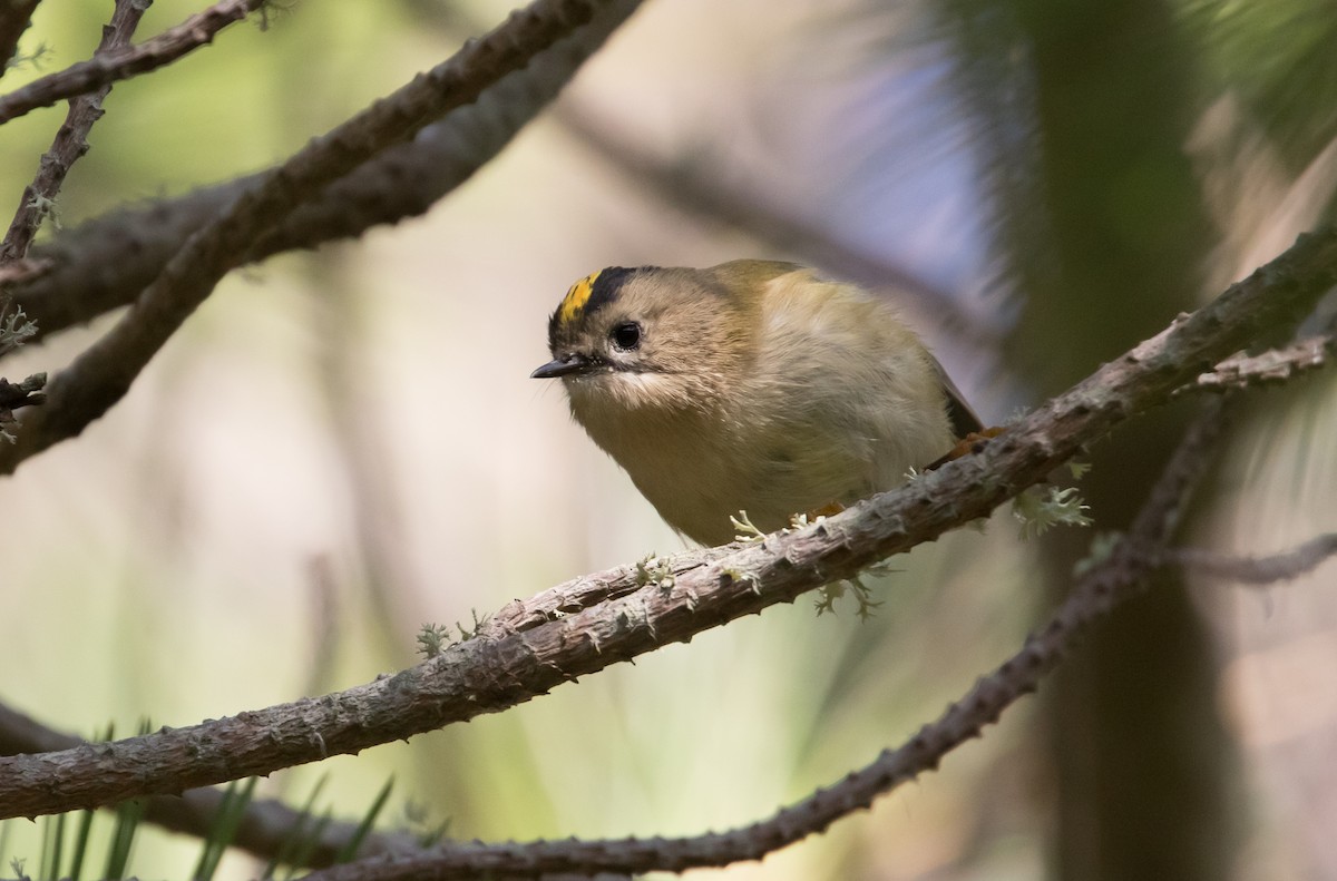 Regolo - ML651814246