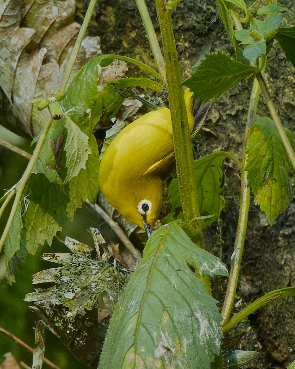 Green White-eye - ML651814942