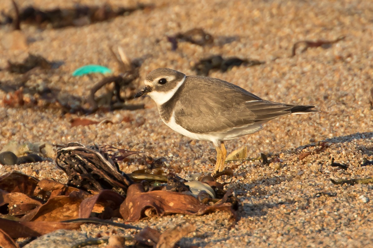 Corriere grosso - ML651815087