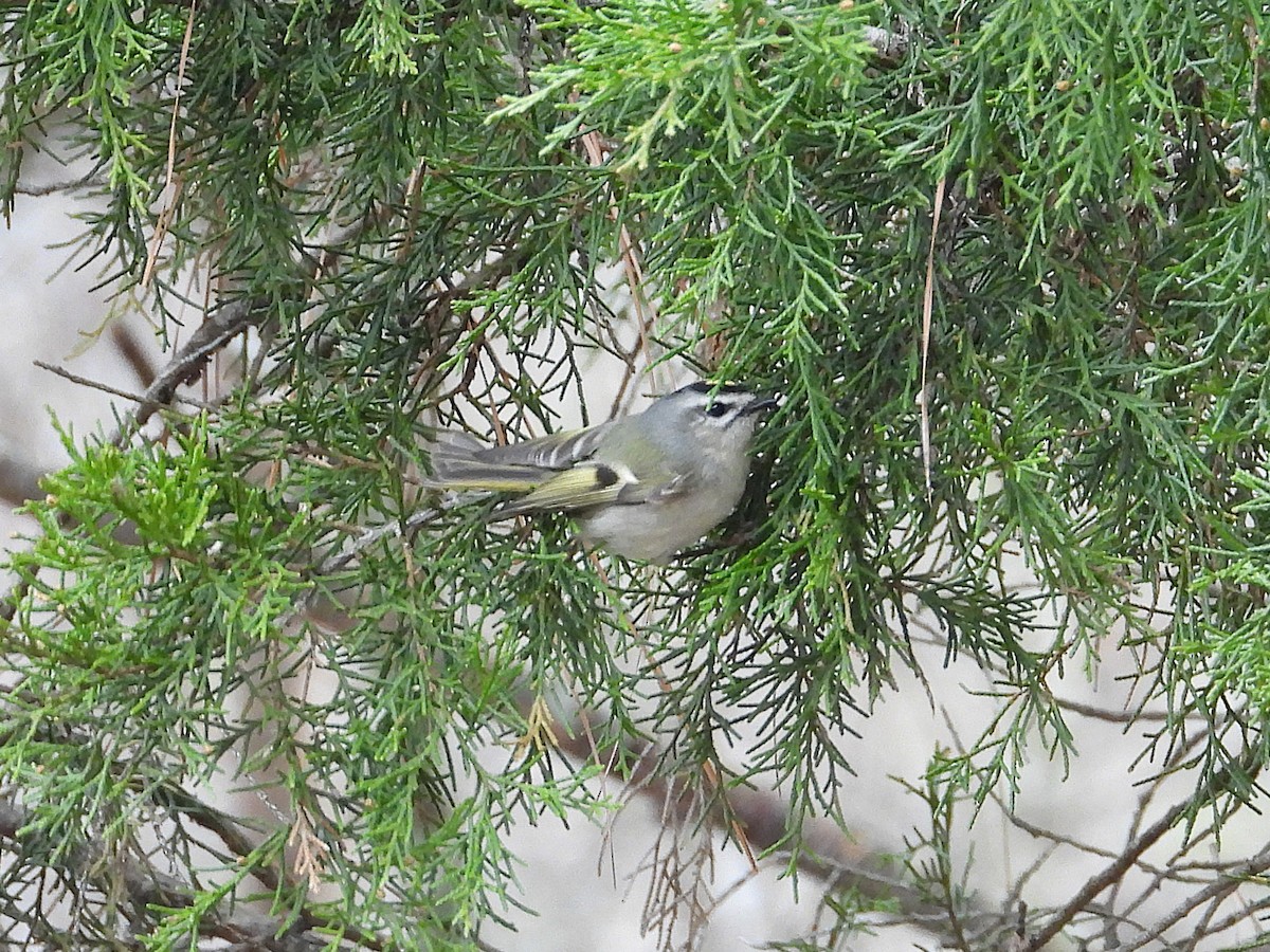 Golden-crowned Kinglet - ML651815326