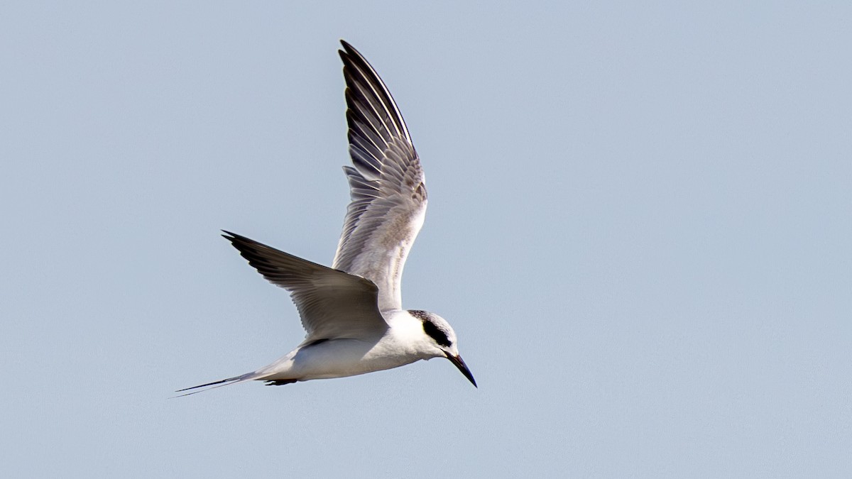 メリケンアジサシ - ML651815354