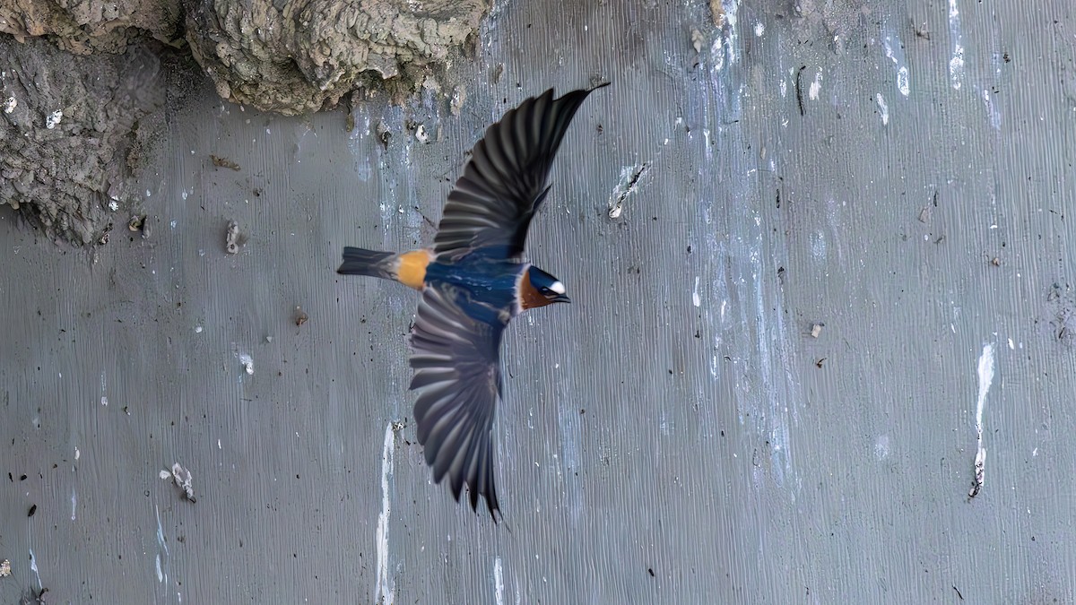 Cliff Swallow - ML651815372