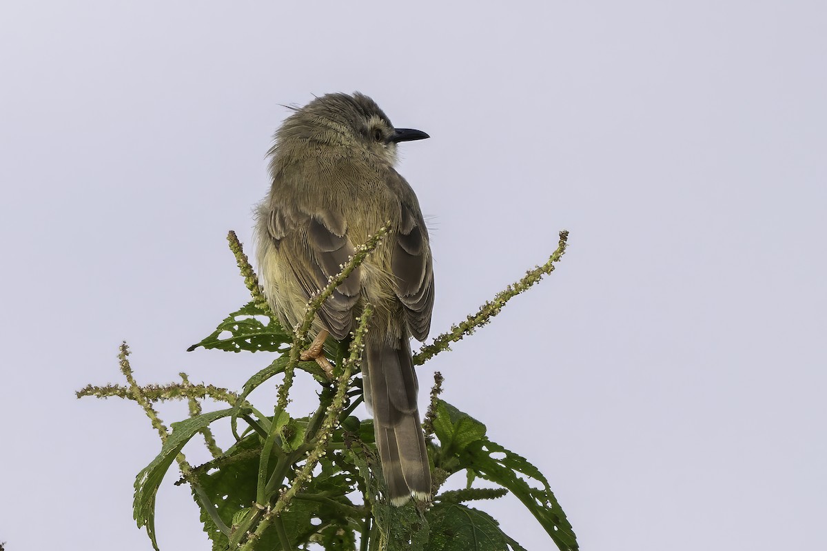Tawny-flanked Prinia - ML651815419
