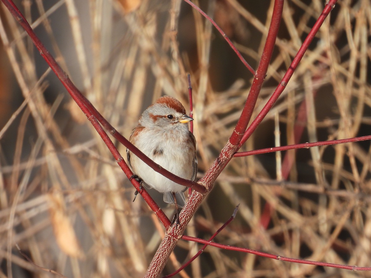 American Tree Sparrow - ML651816354