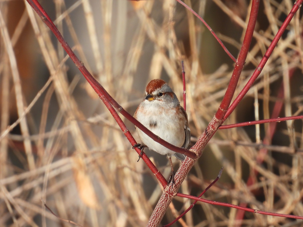 American Tree Sparrow - ML651816355