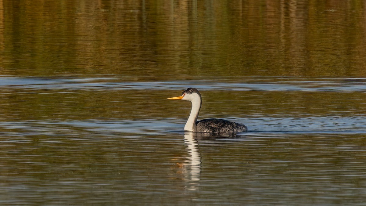 Clark's Grebe - ML651816422