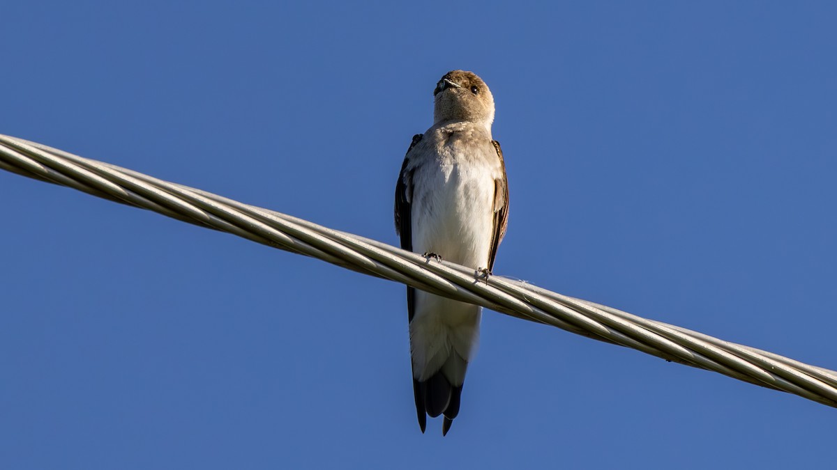 Northern Rough-winged Swallow - ML651816434