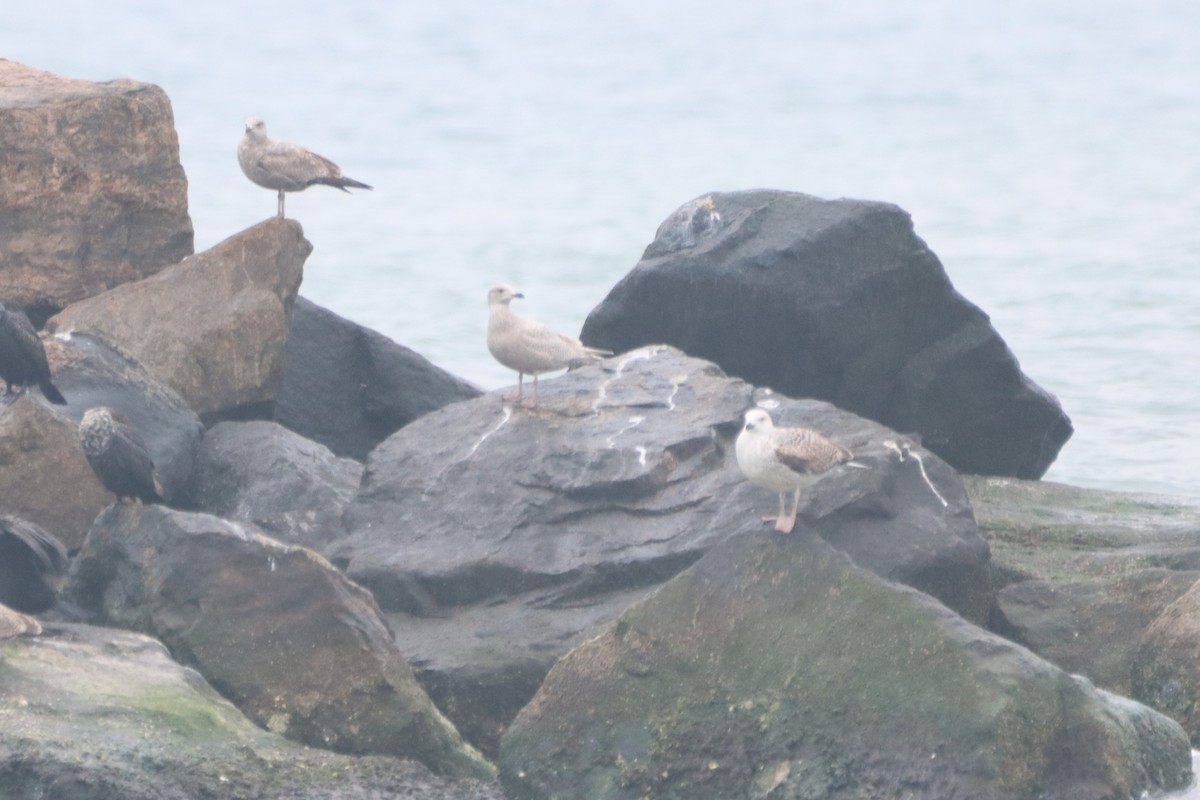 eBird Checklist - 27 Feb 2026 - Rudee Inlet - 13 species