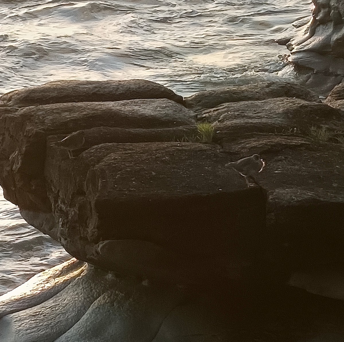 Wanderwasserläufer - ML651816711