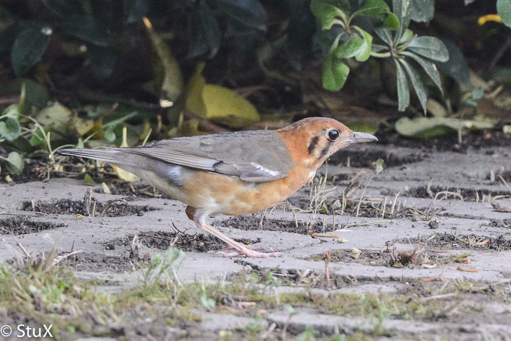 Orange-headed Thrush - ML65181711