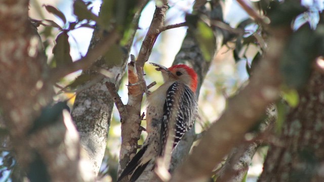 Red-bellied Woodpecker - ML651817458
