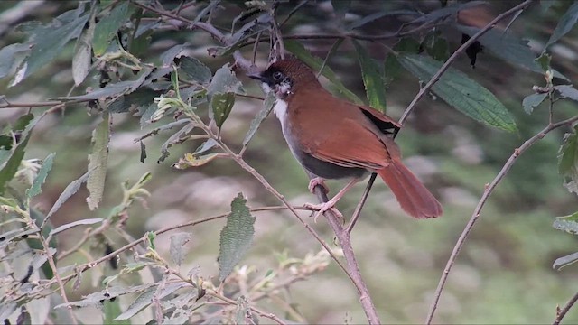 Gray-sided Laughingthrush - ML651817468