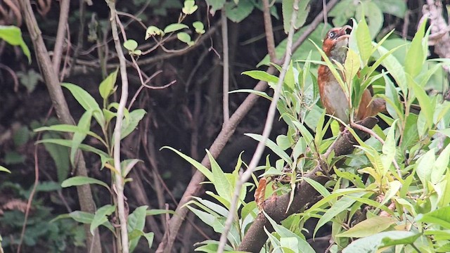 Rusty-cheeked Scimitar-Babbler - ML651817499