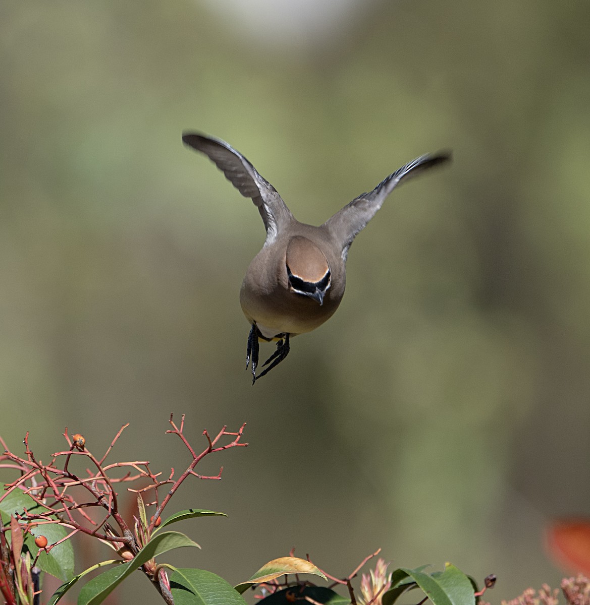 Cedar Waxwing - ML651817614