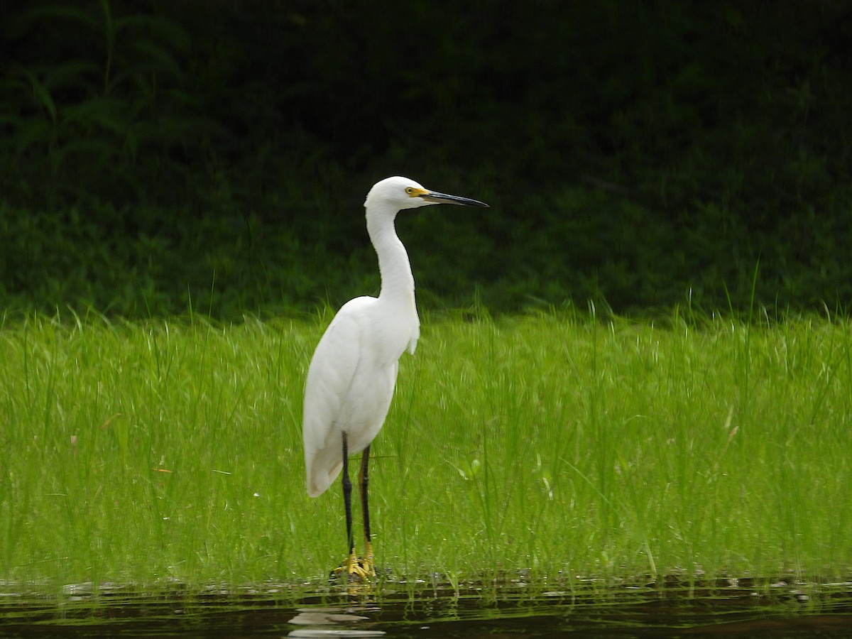 Karbeyaz Balıkçıl - ML651817757