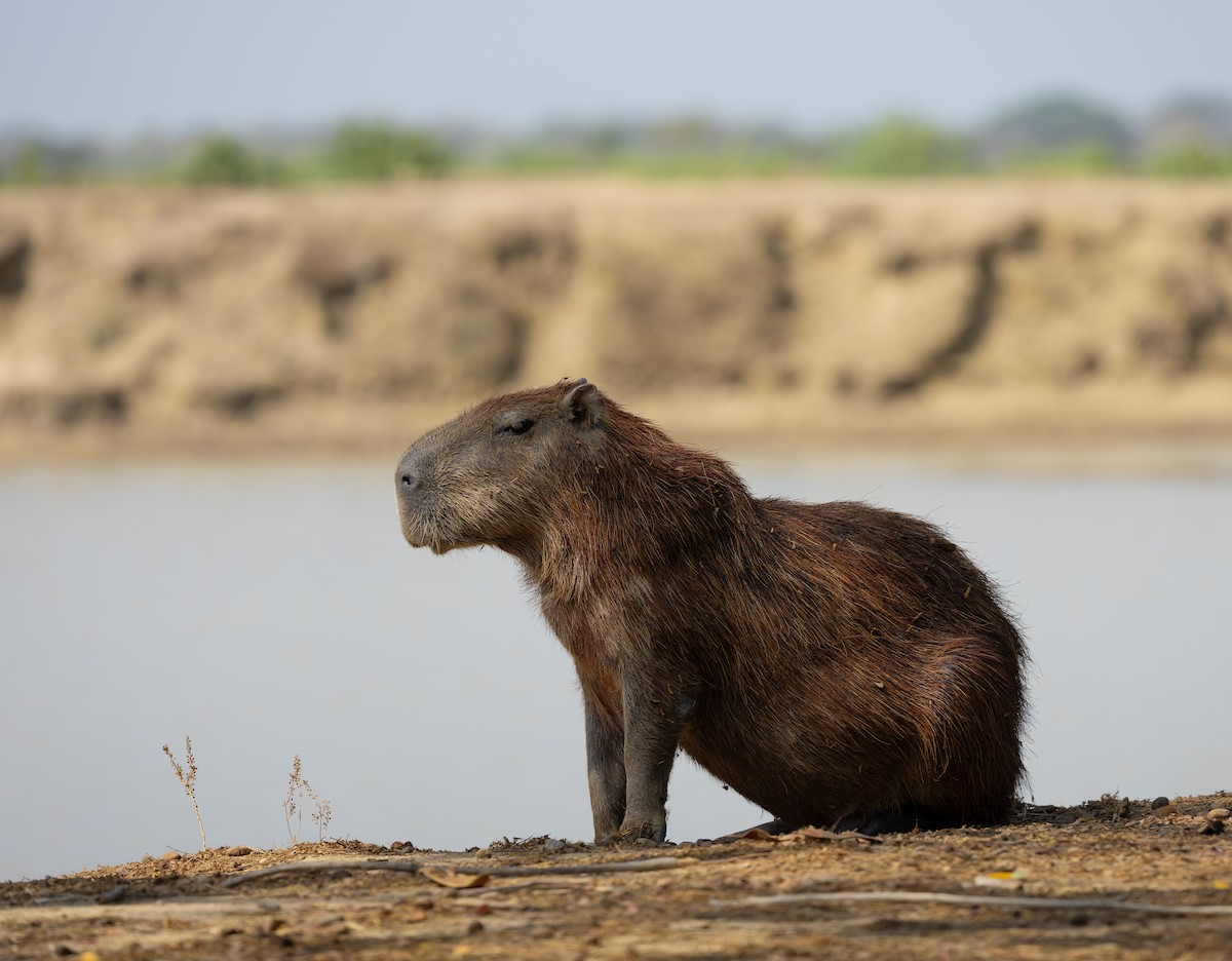 Animals - ML651817825