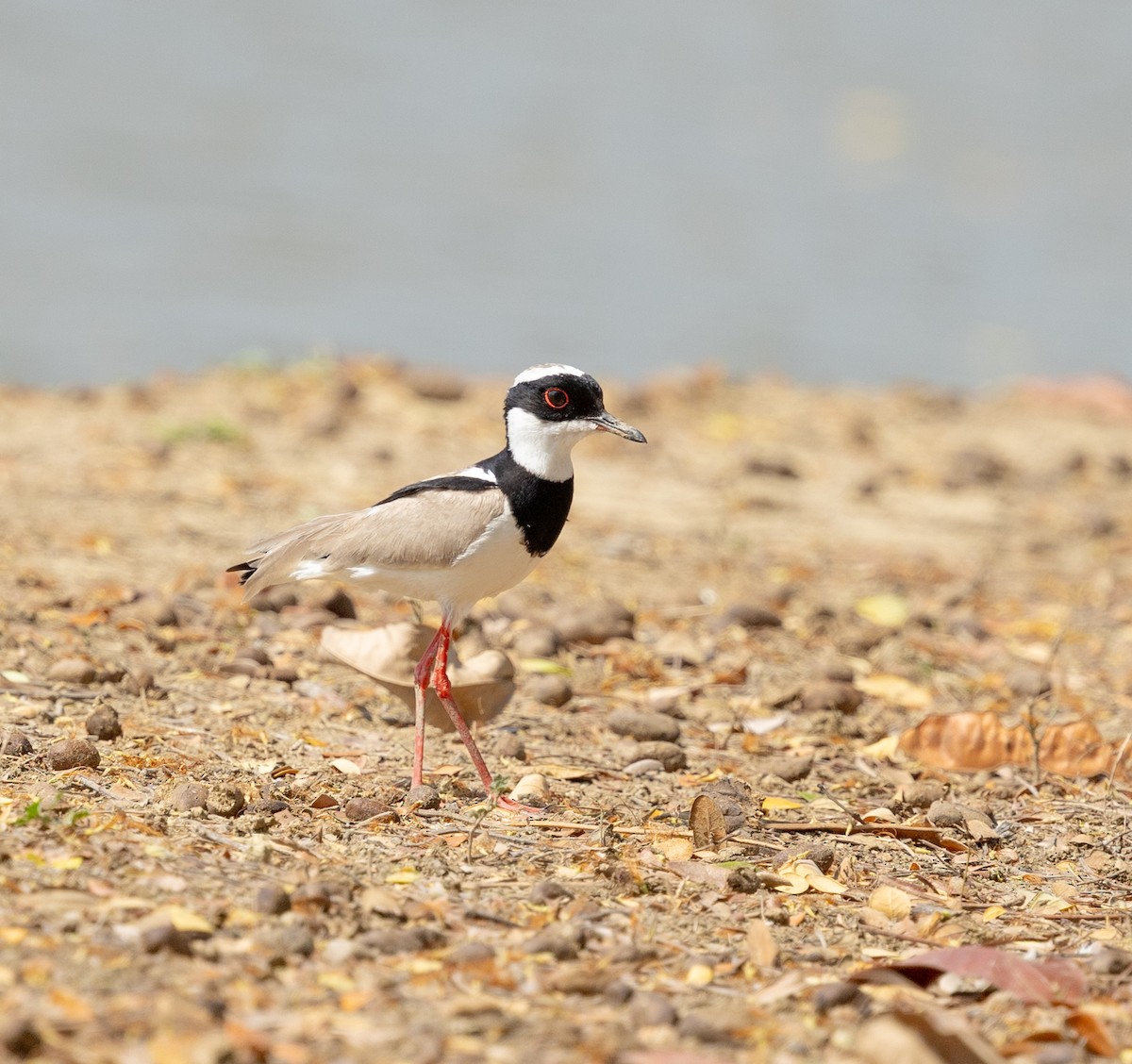 Pied Plover - ML651818034