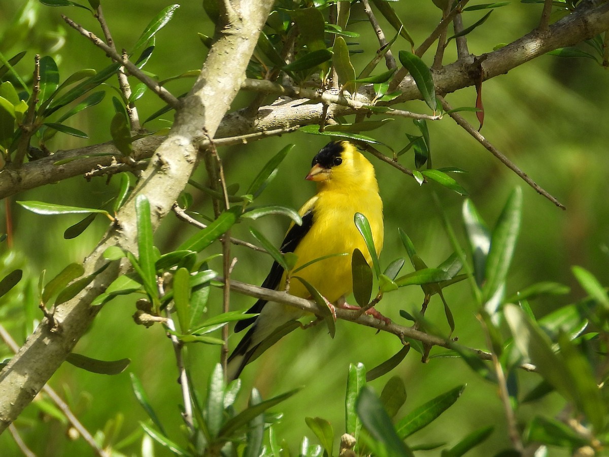 American Goldfinch - ML651818111