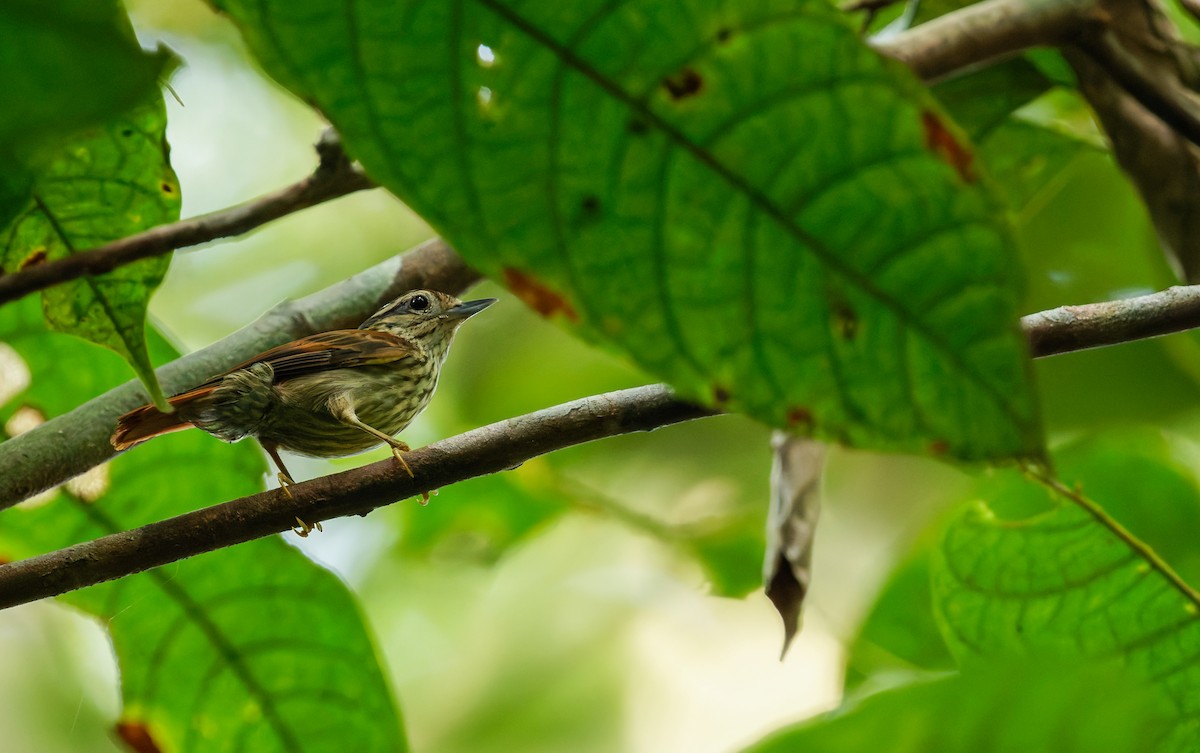 Rufous-tailed Xenops - ML651818578