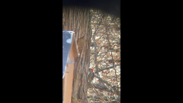 Red-bellied Woodpecker - ML651818590
