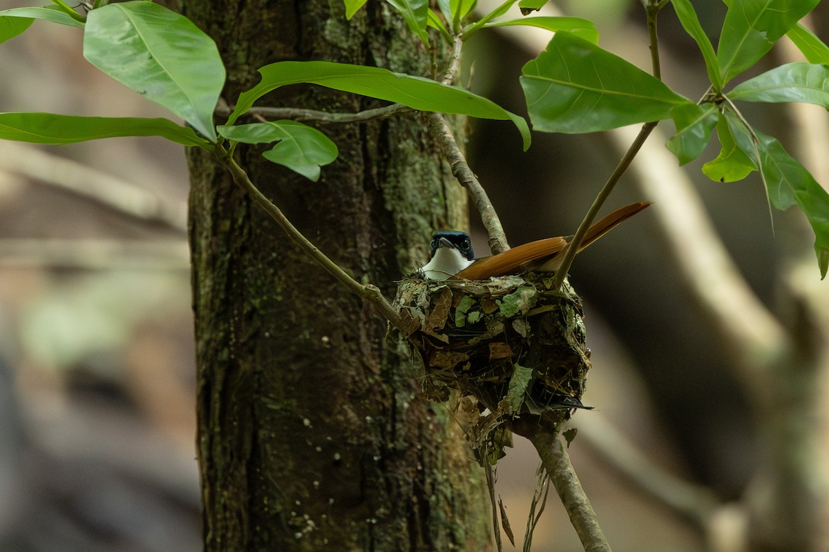 Блестящая миагра - ML651818938