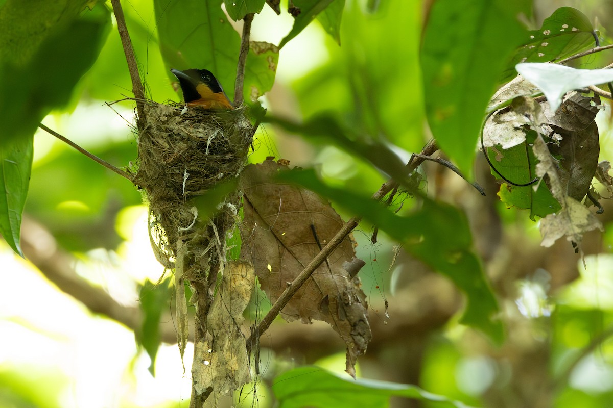 Australian Spectacled Monarch - ML651818943