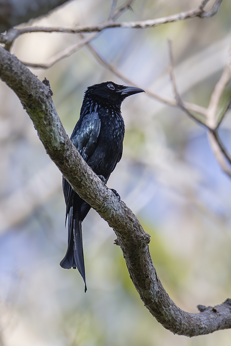 Palawan Drongo - ML651819036