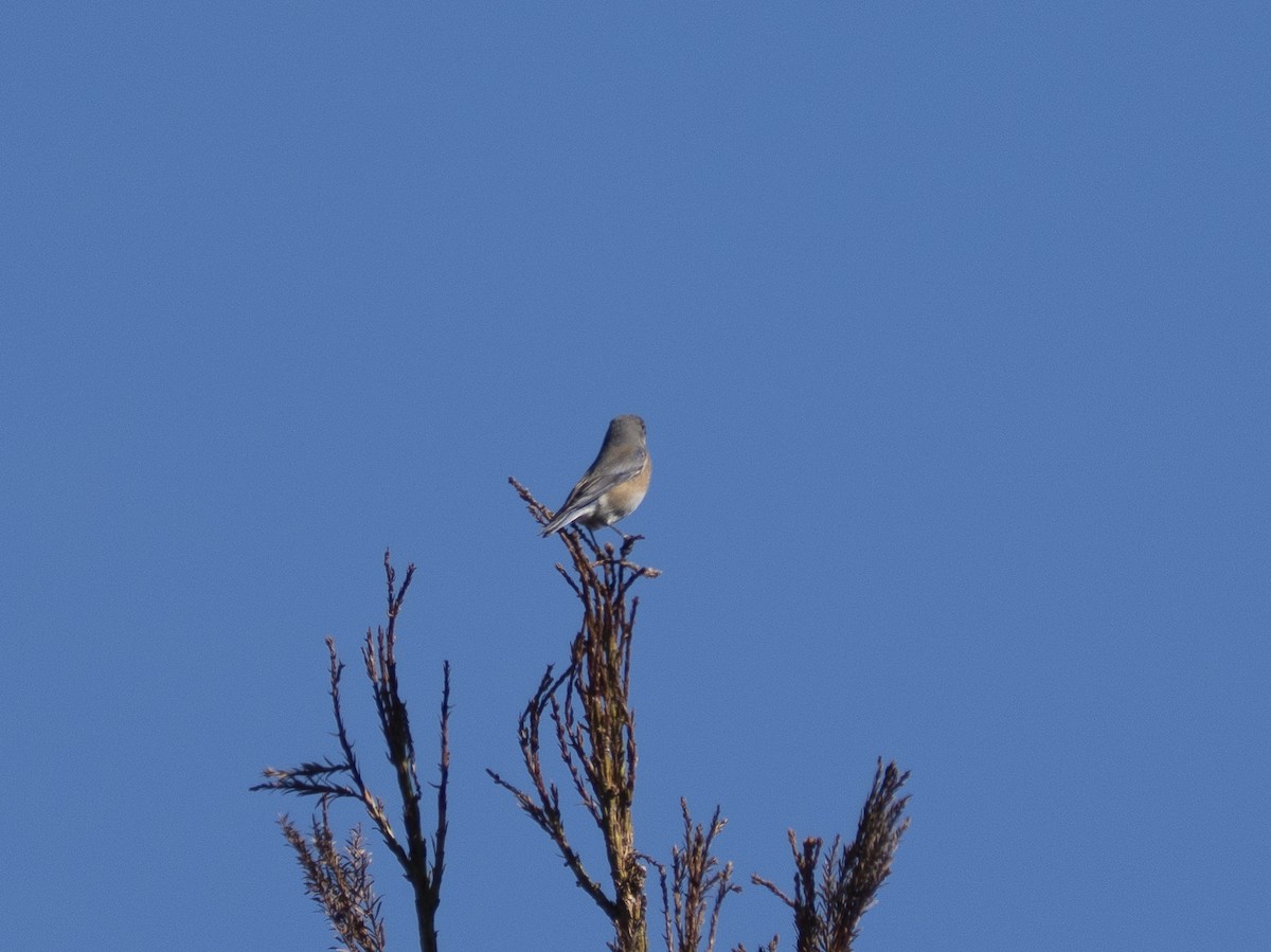 Блакитник західний - ML651819176