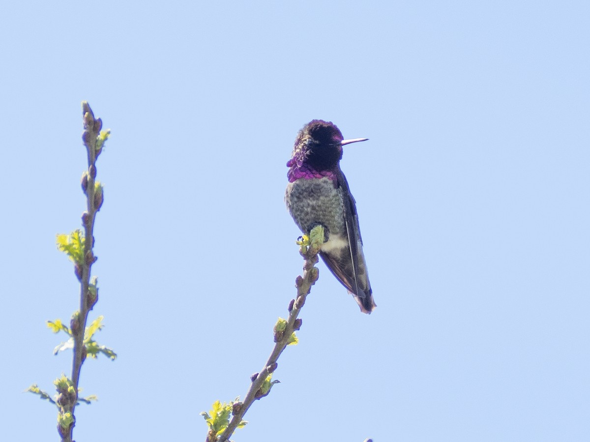 Каліпта рубіновоголова - ML651819184