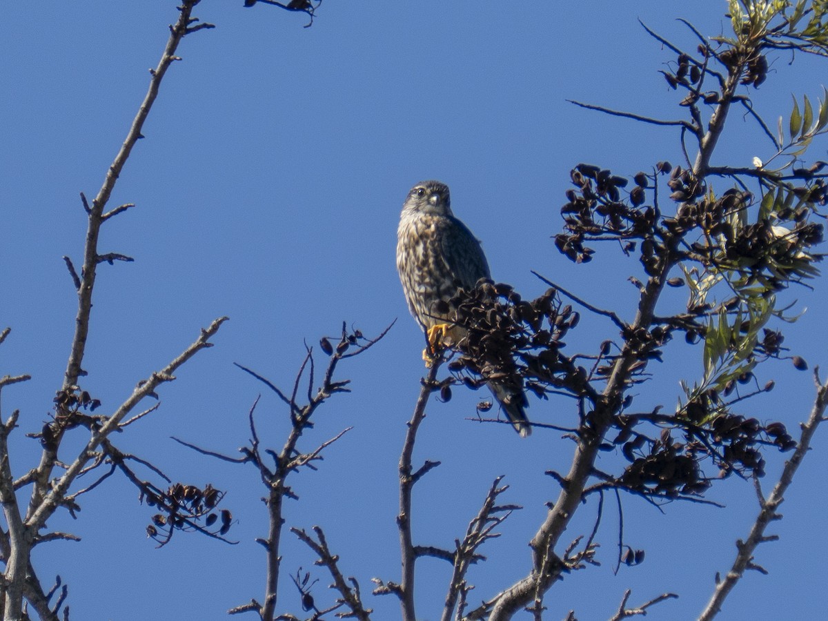 Підсоколик малий - ML651819188