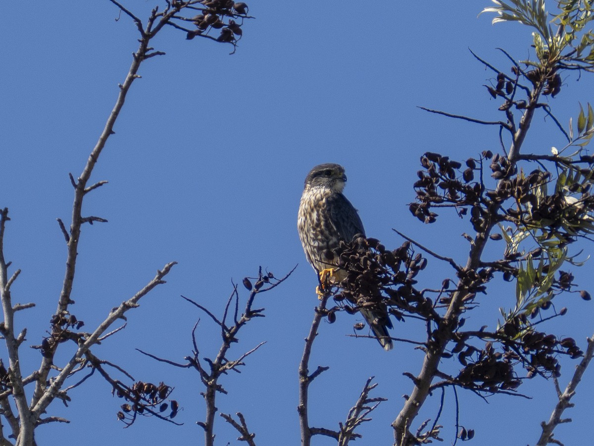 Підсоколик малий - ML651819192