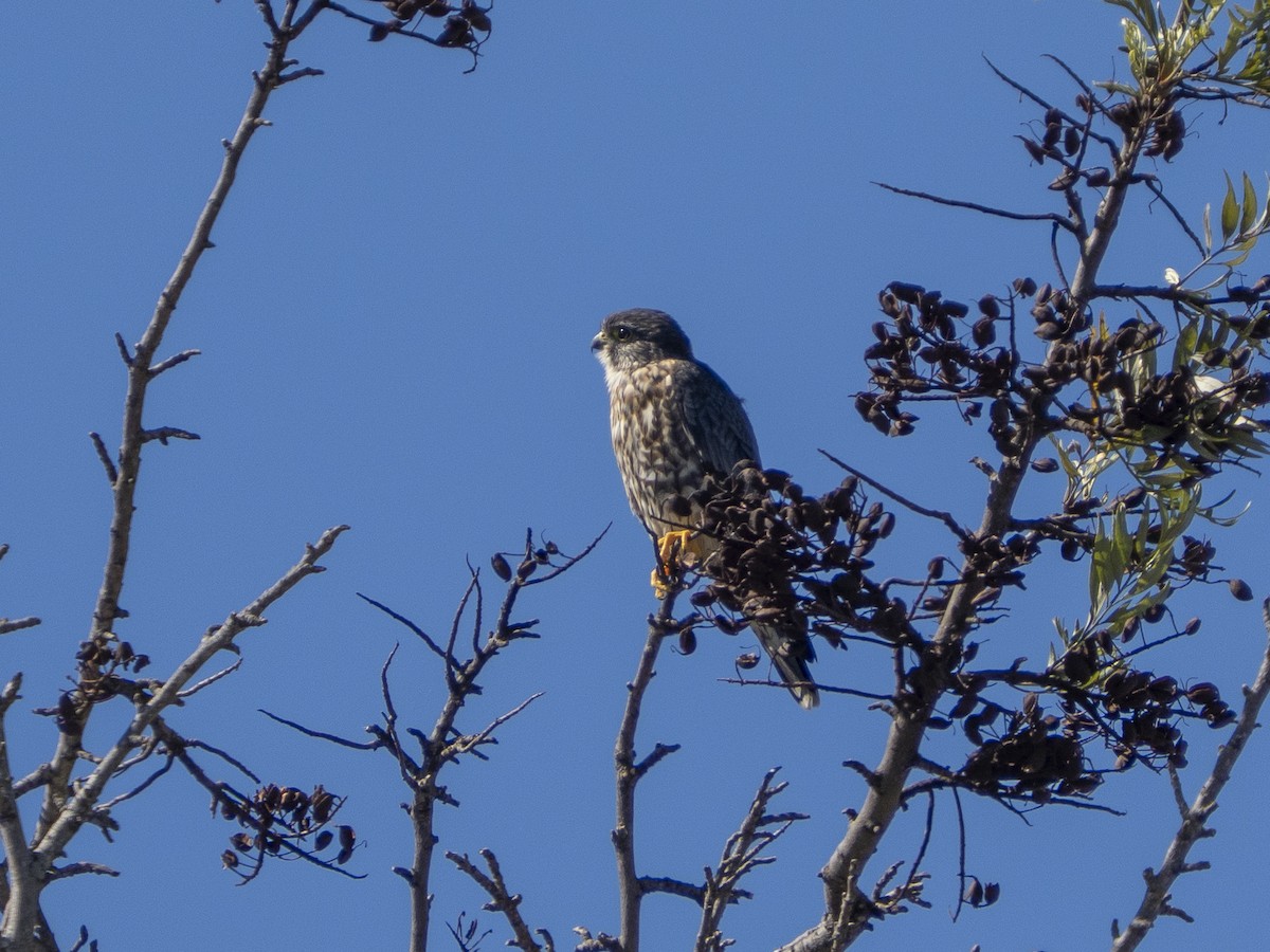 Підсоколик малий - ML651819195