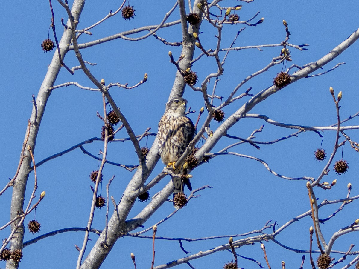 Підсоколик малий - ML651819207