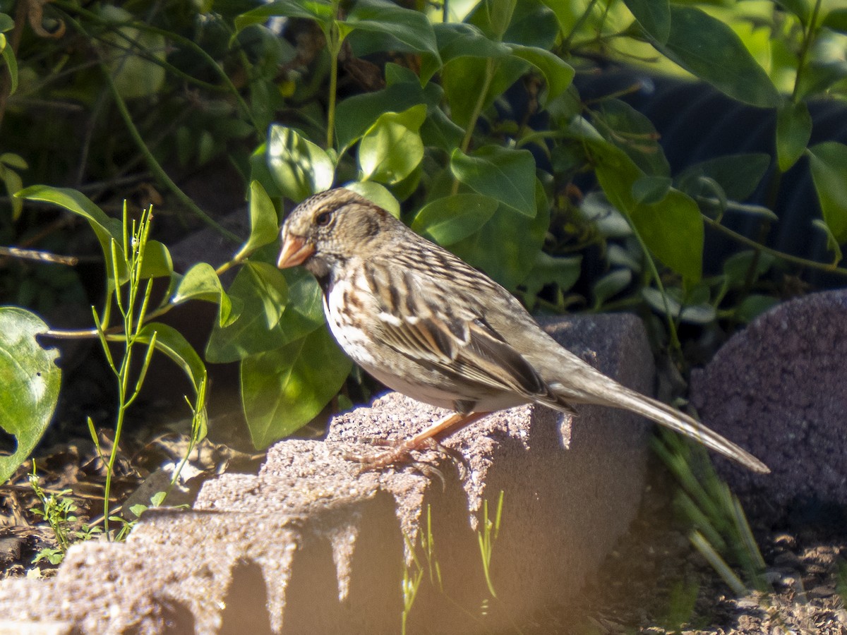 Бруант північний - ML651819213