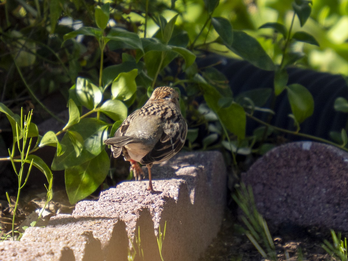 Бруант північний - ML651819215