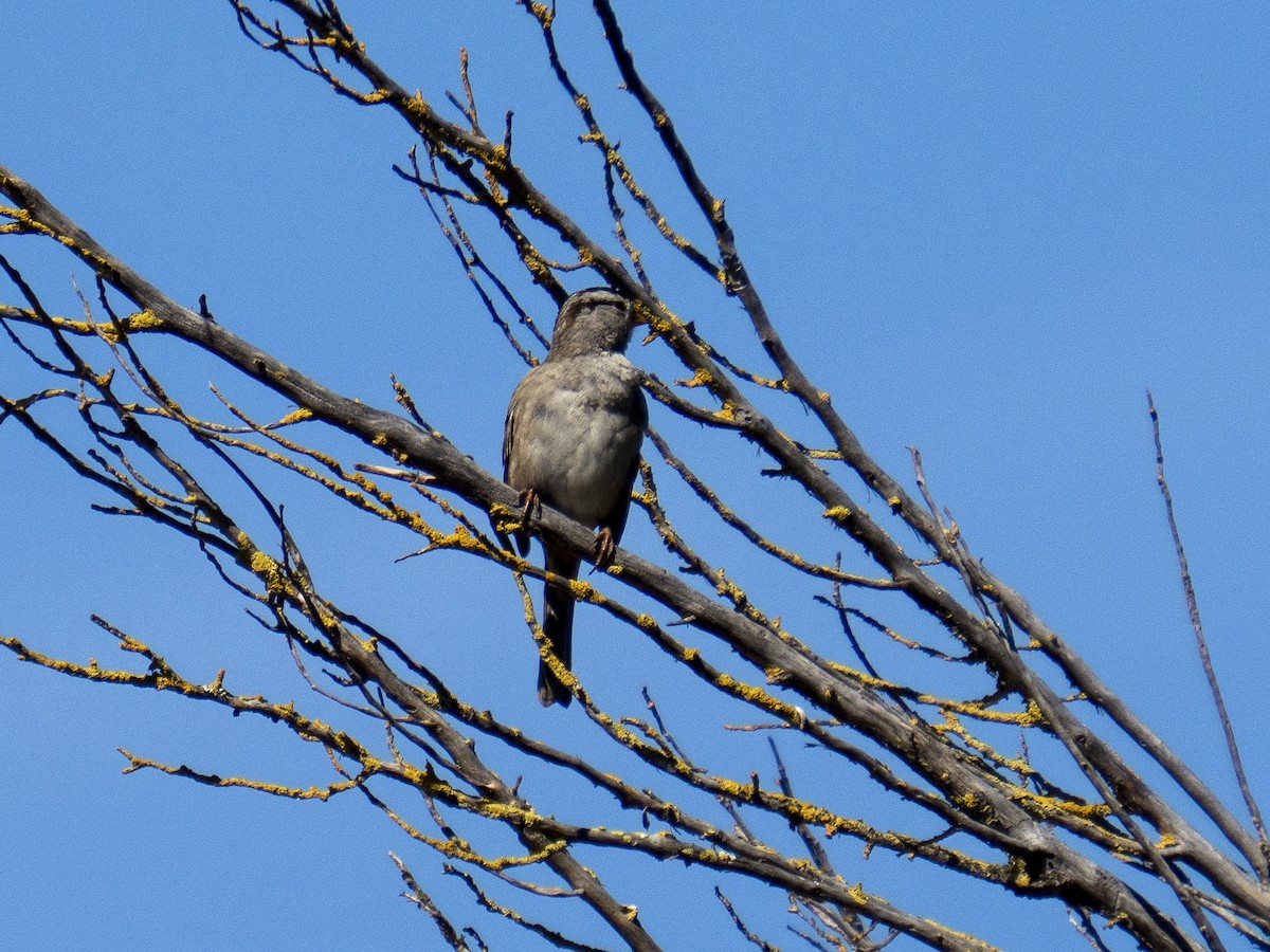 Бруант білобровий - ML651819231