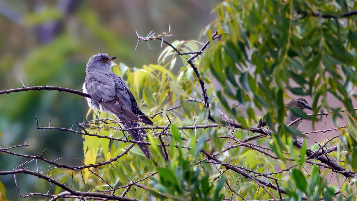Common Cuckoo - ML651819564
