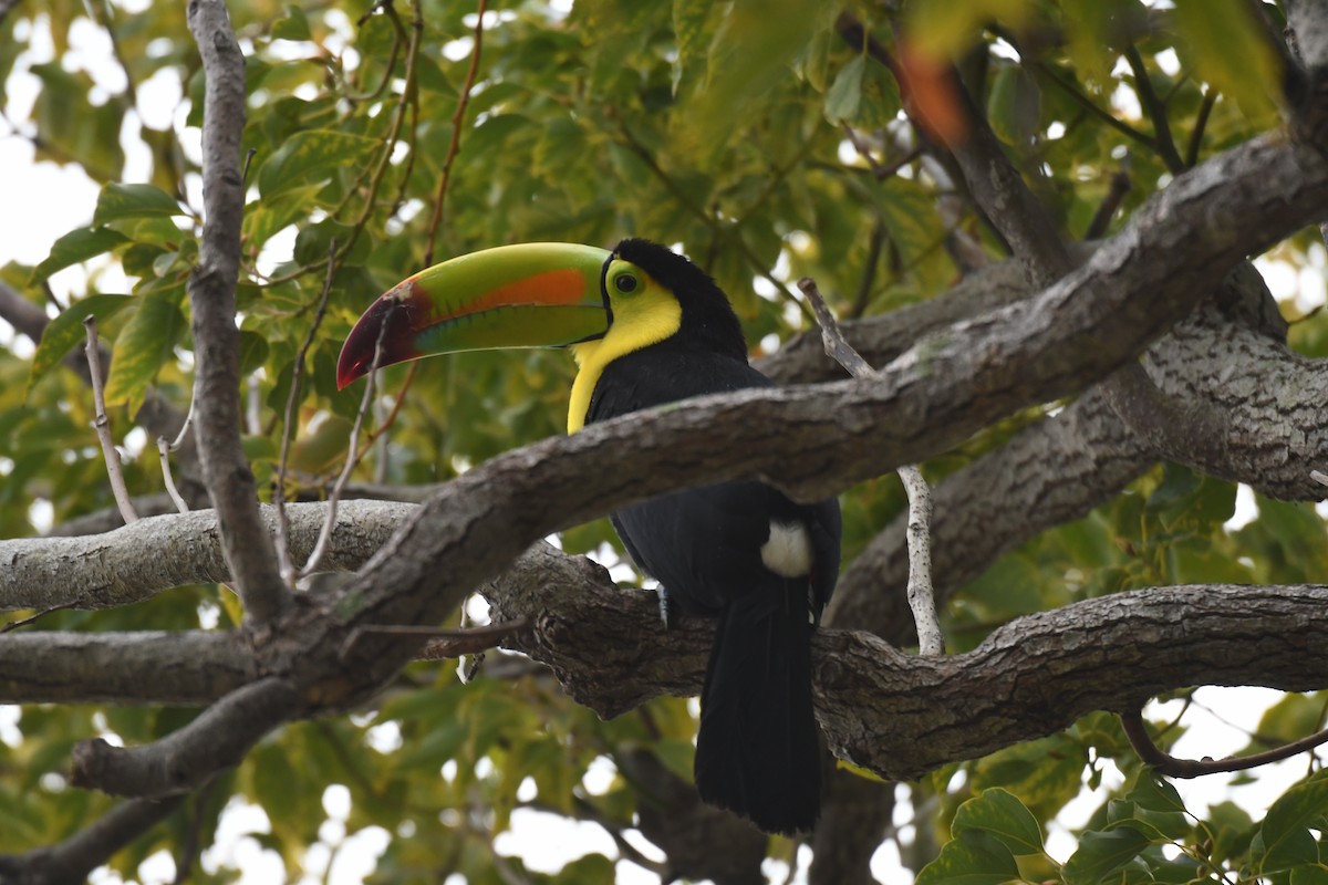 eBird Checklist - 27 Feb 2026 - Sunshine Drive - 1 species