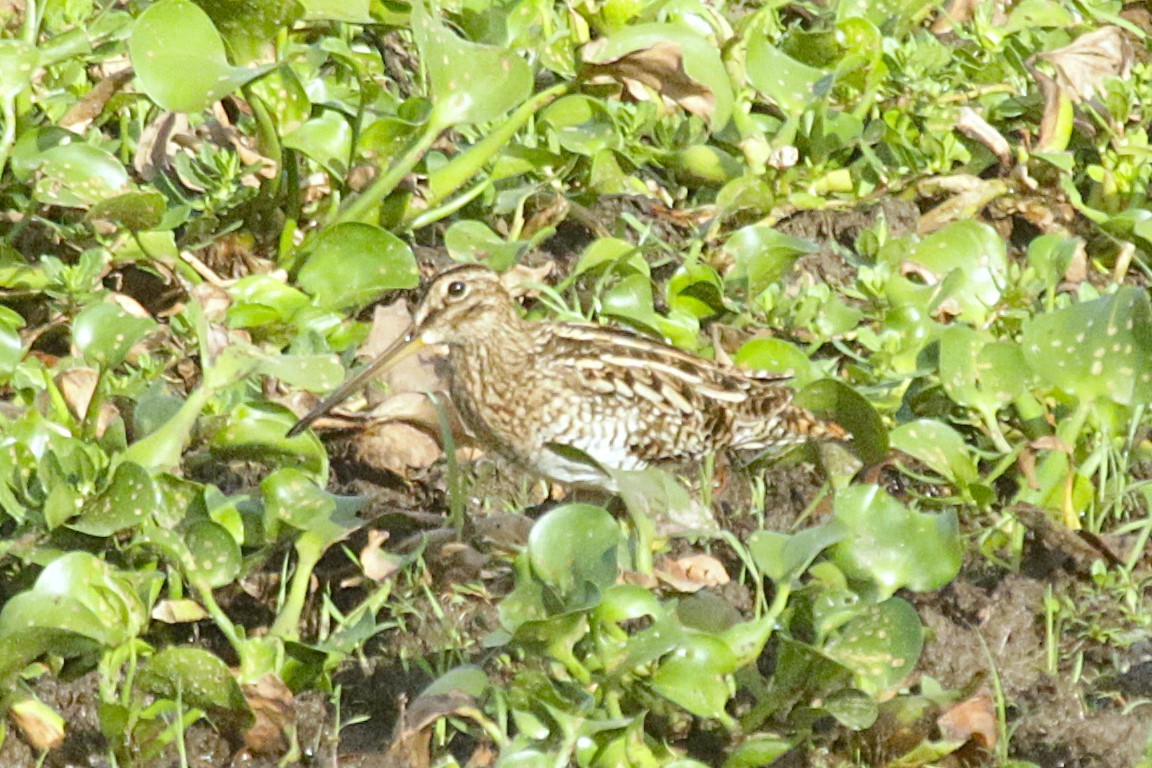 パラグアイタシギ - ML651820769