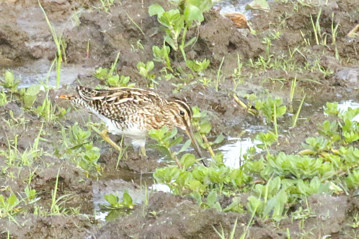 パラグアイタシギ - ML651820770