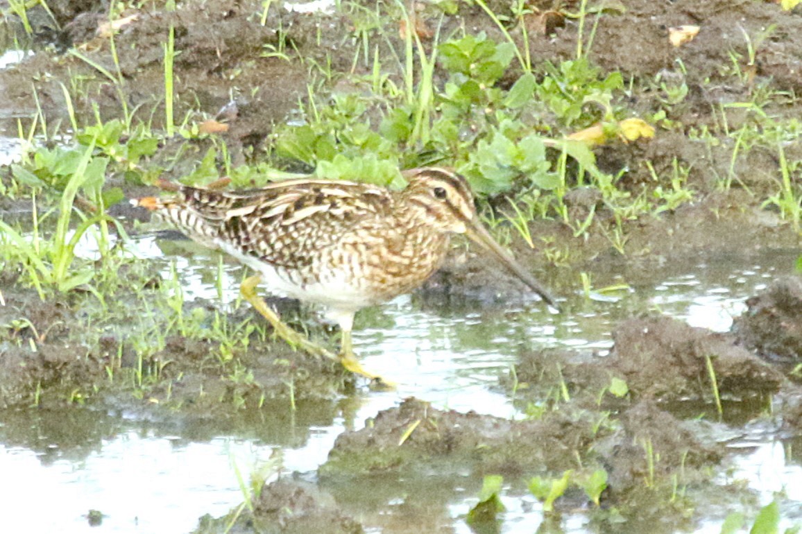 パラグアイタシギ - ML651820771