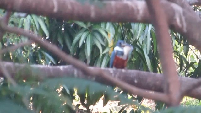 Ringed Kingfisher - ML651821238