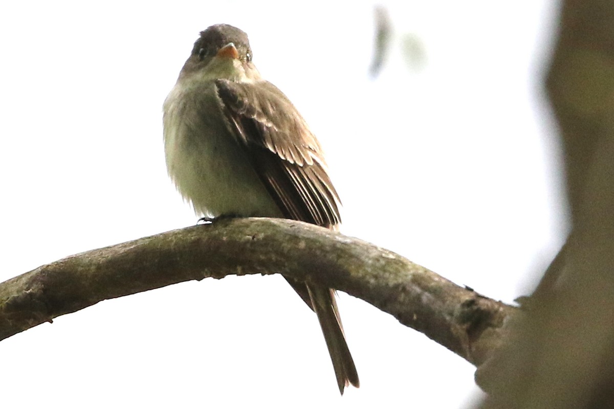 Doğulu Pivi - ML651821243