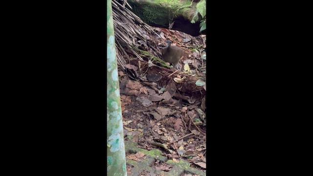 Great Tinamou - ML651821548