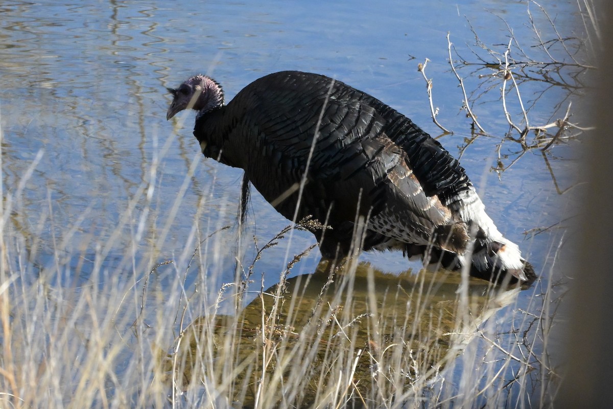 krocan divoký - ML651821670