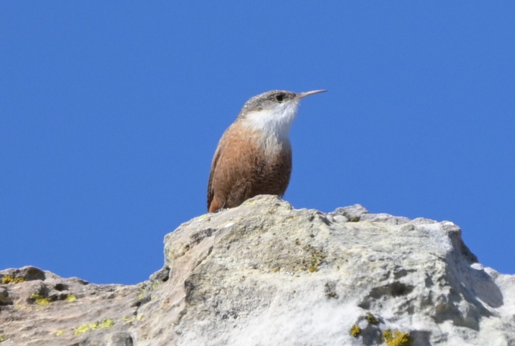 střízlík kaňonový - ML651821697