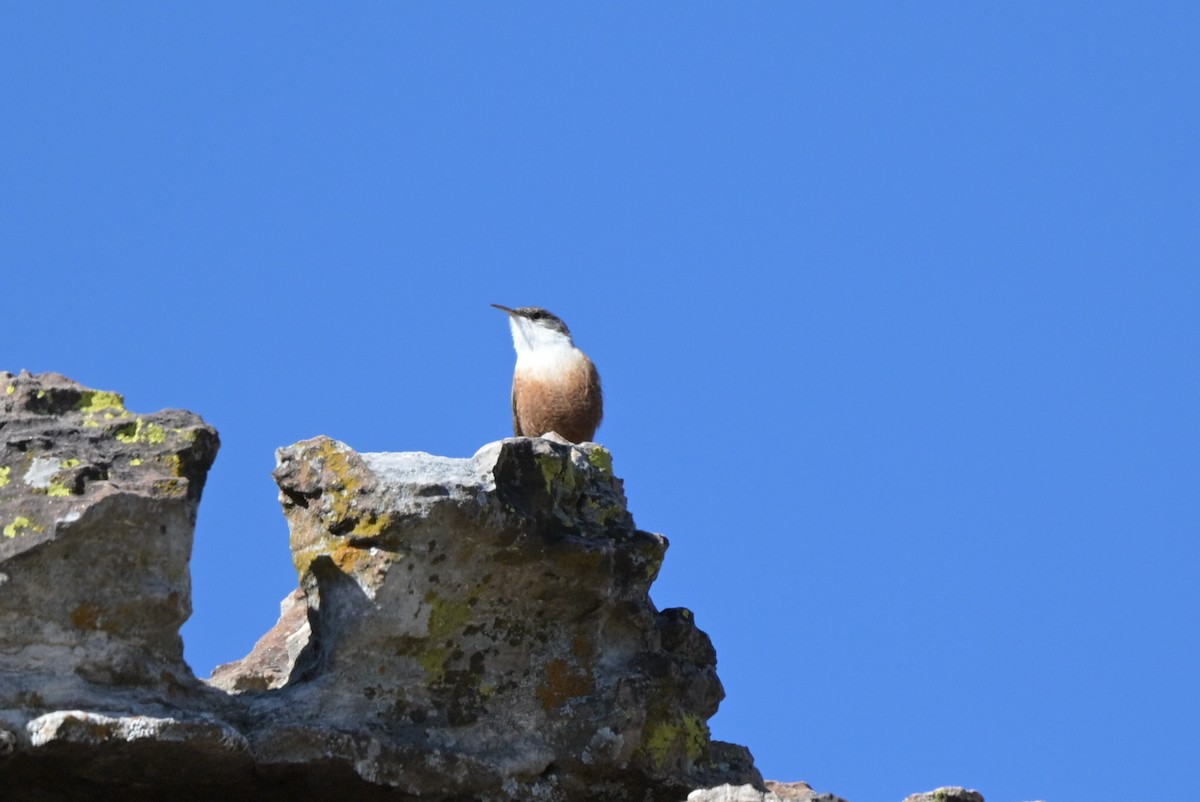 střízlík kaňonový - ML651821698