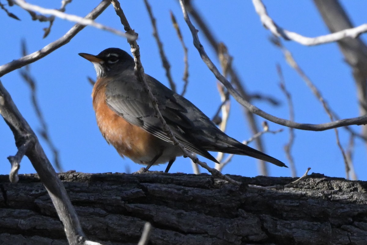 drozd stěhovavý - ML651821717