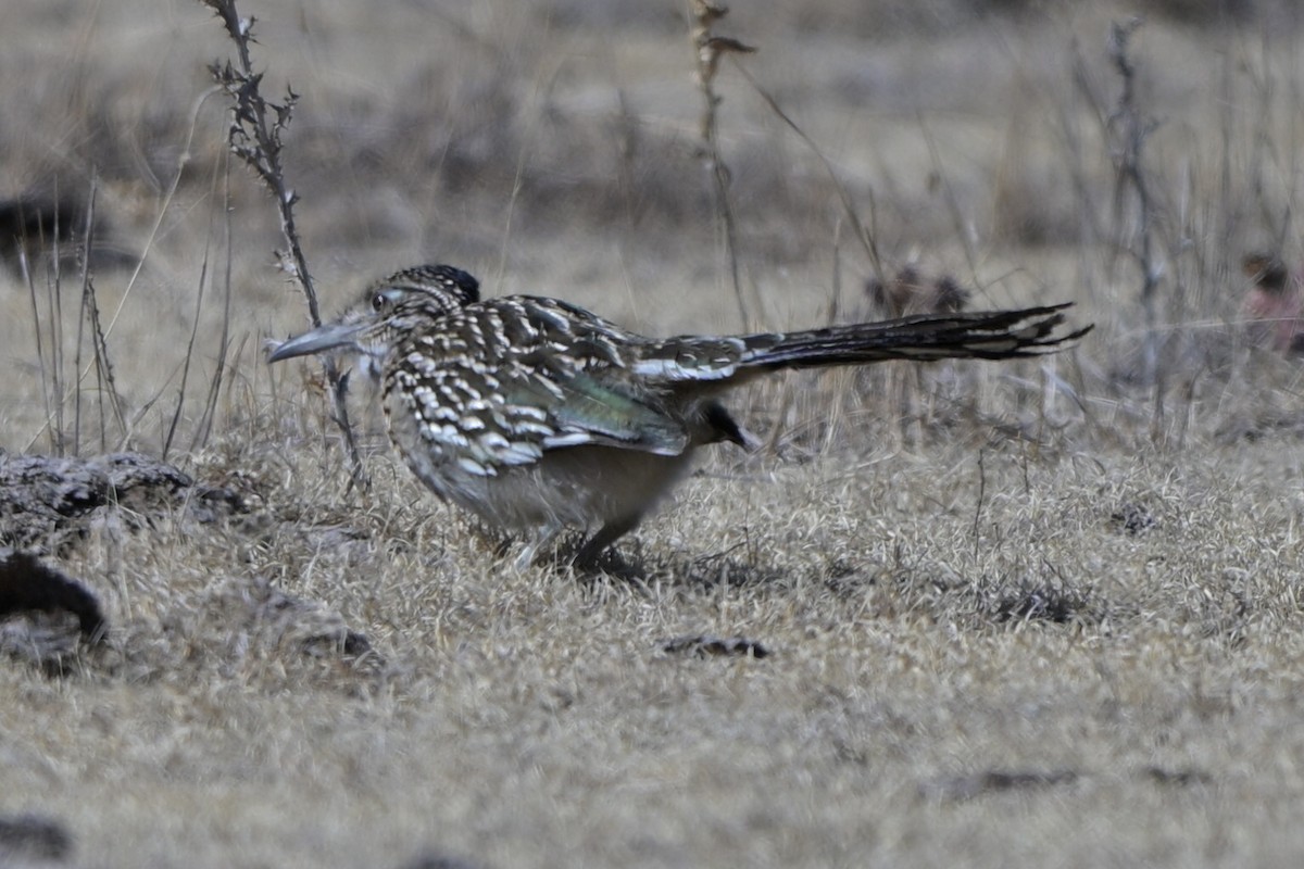 kukačka kohoutí - ML651821797